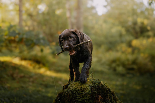From Puppies to Seniors: The Ultimate Dog Training Timeline
