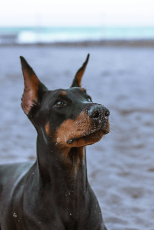 Mastering Marker Training: The Secret to a Well-Behaved Dog