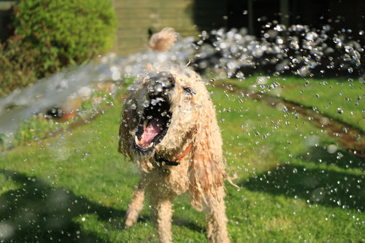 Which Dog Breeds Don’t Shed Fur? A Guide to Low-Shedding Companions