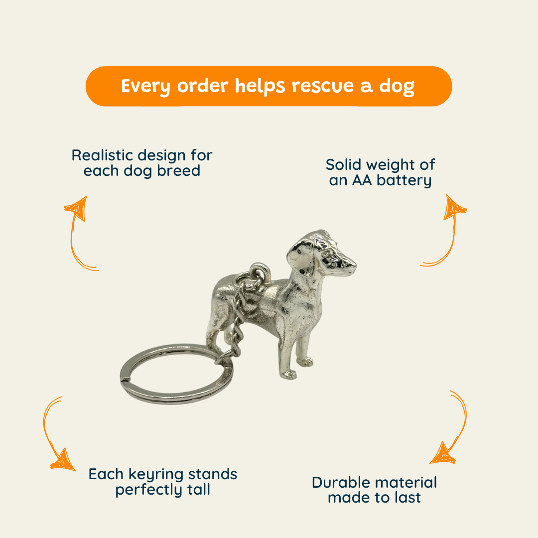 Dachshund - The Pocket Menace